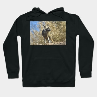 African Wild Dog Hoodie